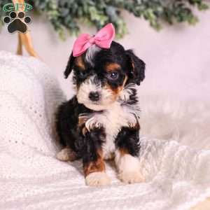 Meadow (House training), Mini Bernedoodle Puppy